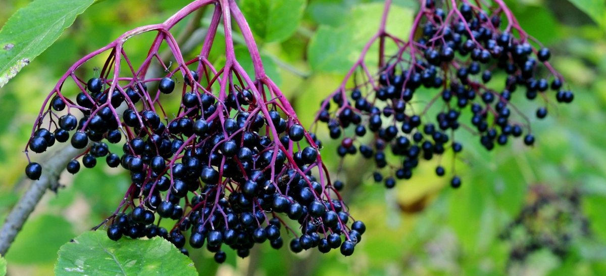 Ripe elderberries on the plant